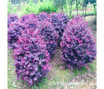 【批发红花继木园林工程绿化苗木基地直销红花继木球】长沙市雨花区建鹏苗圃 - 产品库