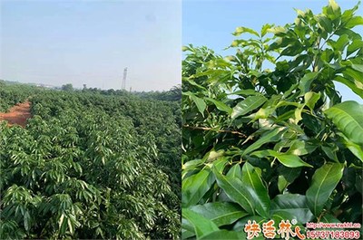 果树防冻用什么药