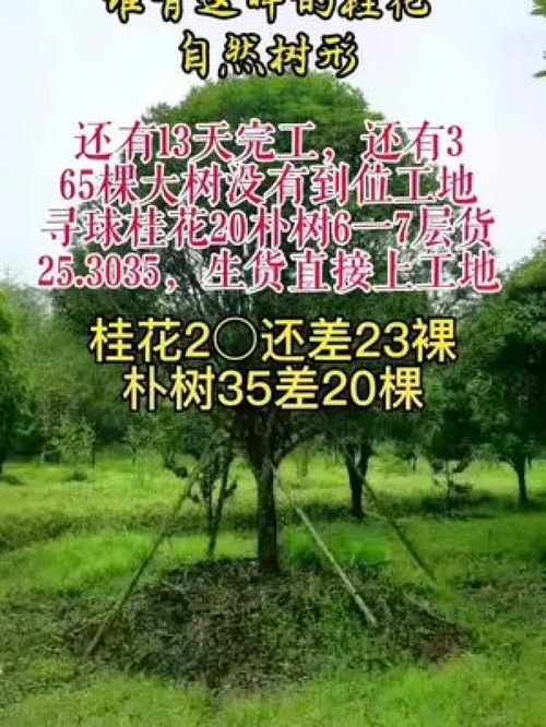 5月1日全部大部分大树到,接受到厂价,接受生货 施工现场 园林绿化工程 施工现场实拍 绿化工程 园林景观工程